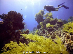 Jackfish alley's marvellous coral garden
Ras Mohamed Nat... by Adolfo Maciocco 